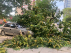 «Боятся взять на себя ответственность?»: упавшее на автомобили дерево до сих пор лежит на прежнем месте