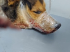 «Перемотанная скотчем пасть»: случаи зверского обращения с собаками участились в Волгодонске