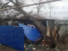 Рухнувшее от ветра огромное дерево разрушило дом в Волгодонском районе