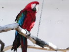 Связь в южном парке птиц «Малинки» стала лучше