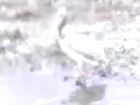 Заблудившийся пеликан привлек внимание рыбаков в Волгодонске