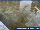 Десятки головастиков завелись в фонтане в сквере «Машиностроителей» 