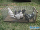 Бухарские голуби и гамбургские петухи покорили волгодонцев на голубиной ярмарке(ФОТО)