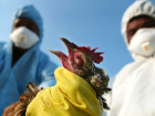 Волгодонцев просят быть осторожными при покупке птиц на стихийных рынках из-за птичьего гриппа 
