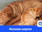 В Волгодонске продаются щенки шарпея