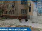 Агрессивная свора бездомных собак напугала жителей Волгодонска