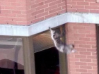Пожилая волгодончанка выкинула кошку из окна девятого этажа