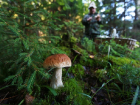Семейная пара из Волгодонска отравилась грибами