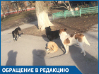 Младшеклассники спаслись от своры бродячих собак в магазине в центре Волгодонска 