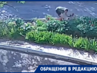 «Неужели нет ни капельки совести?»: жители возмущены тем что мужчина сорвал цветы с придомовой клумбы