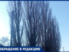 Высокие тополи растущие над электролинией несут угрозу жизни людей в хуторе Потапов