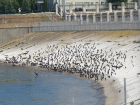  Бакланы выгнали чаек и взяли контроль над рыбой у Цимлянской ГЭС