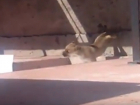 Душераздирающие кадры метаний щенка на балконе «волгодонского живодера» попали в сеть