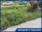 «Город задыхается»: жильцы Ленина, 115 жалуются на заросли амброзии