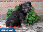 Люди смогут помочь бездомным животным во время благотворительной акции в Волгодонске