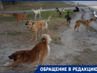 Стая бездомных собак оккупировала проходимый участок в Волгодонске перед началом учебного года