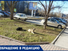 «На внучку напали собаки в парке «Молодежный»: волгодончанка