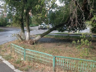 Волгодонцам пообещали спилить опасные деревья на Кошевого после публикации в «Блокноте»