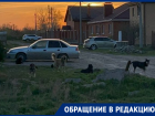 «За пределы дома страшно выйти»: жители Красного Яра жалуются на стаи бродячих собак
