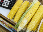 Сладкое золото Дона: чем полезна кукуруза и как выбрать качественный продукт