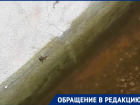 В зеленое болото с лягушками превратился фонтан у «Комсомольца» 