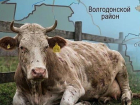 Где рядом с Волгодонском скрывается сибирская язва: подробный обзор опасных мест
