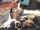 Трое котят стали причиной поломки машины в Волгодонске 