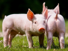 «Чума идет»: в Константиновске готовится массовое убийство свиней и собак