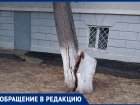 Дерево может упасть на Детскую театральную школу: волгодонец