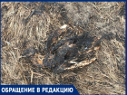 «Погибли птицы и ежи»: волгодончанку шокировали последствия пала тростника 