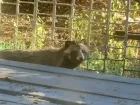 Енотовидную собаку из Красного Яра поймали и выпустили за городом