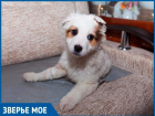 Волгодонская организация «Делай добро» ищет новых хозяев для невероятно ласкового щенка с трудным детством
