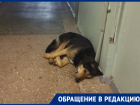 Сосед-нелегал привел бродячего пса в подъезд и теперь дети не могут навестить свою бабушку