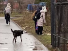 Бездомная собака истерзала остатки трупа кошки на глазах у школьников в Волгодонске