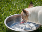 Беспощадная жара: домашним питомцам тоже нужна чистая питьевая вода