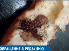 Девушка нашла плод зобовидного дурнишника в выпечке популярной булочной Волгодонска