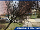 Деревья на Гагарина нависли над головами волгодонцев после циклона «Лидия»
