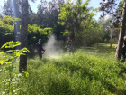 Бросить все силы на покос травы рекомендовало главам городов и районов правительство Ростовской области