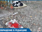 Красную икру не едят зажравшиеся уличные коты Волгодонска