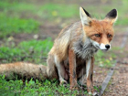 Бешеных лисиц убили в 50 километрах от Волгодонска 