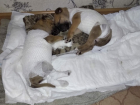 Выживших в пожаре на выезде из Волгодонска двух щенков взяли на передержку