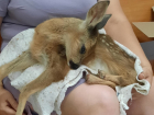 Молодую косулю с перебитыми копытами спасли ветеринары в Волгодонске