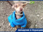 «Крошечный той-терьер в синей курточке потерялся на зимовниковской трассе, малыш ищет нового хозяина»: волгодончанка