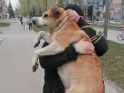 Землю под большой собачий приют выставили в аренду в промзоне Волгодонска