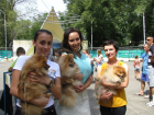 В выставке собак в Волгодонске принимают участие почти 500  «лучших друзей человека»