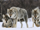 На окраине Волгодонска на свет автомобиля выбежали трое волков