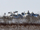 Пеликаны в снегу: как птицы и животные выводят потомство в холодном марте