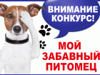 Стартовало голосование в конкурсе «Мой забавный питомец»