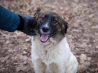 Спасенной из плена живодеров собаке в Волгодонске ищут дом