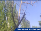 «Ждут несчастного случая?»: волгодонцы требуют спилить сухостой на Ленина